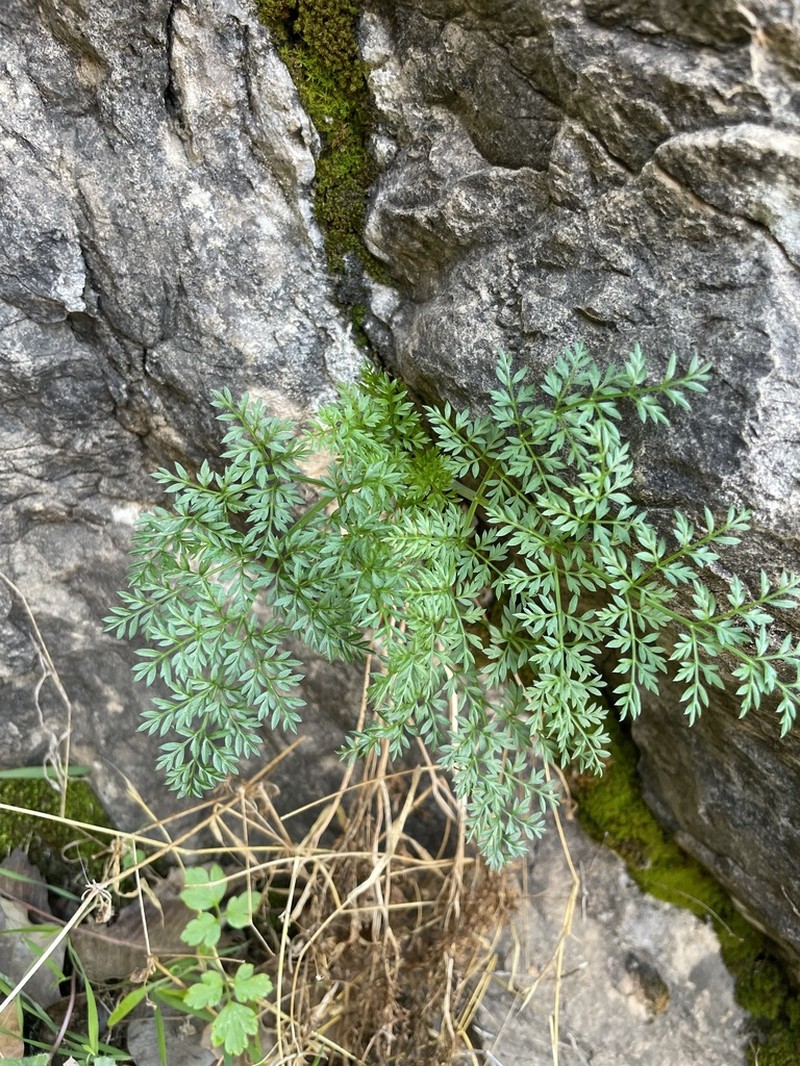 Neomuretia amplifolia