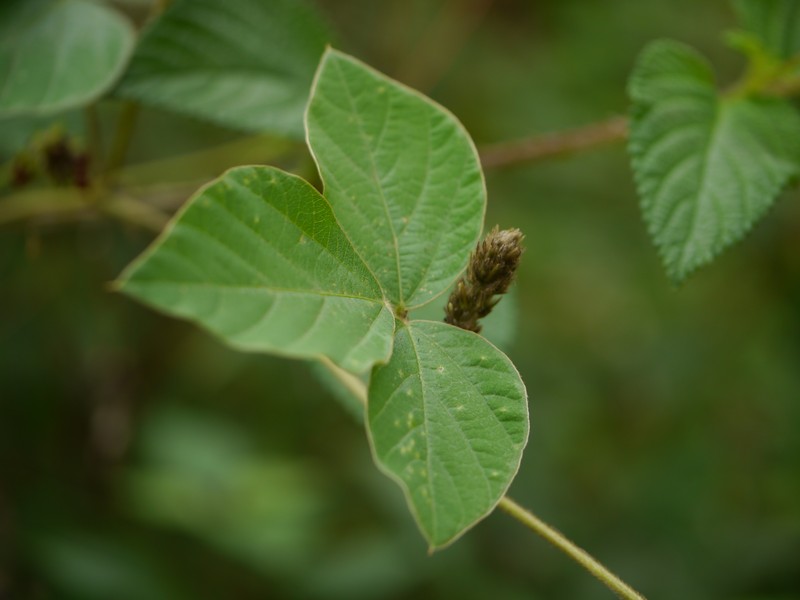 Perennial Soybean photo 4
