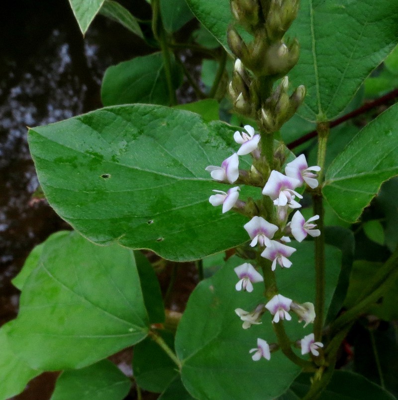 Perennial Soybean photo 5