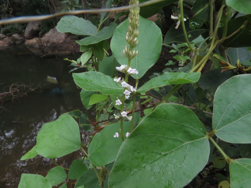 Perennial Soybean photo 2