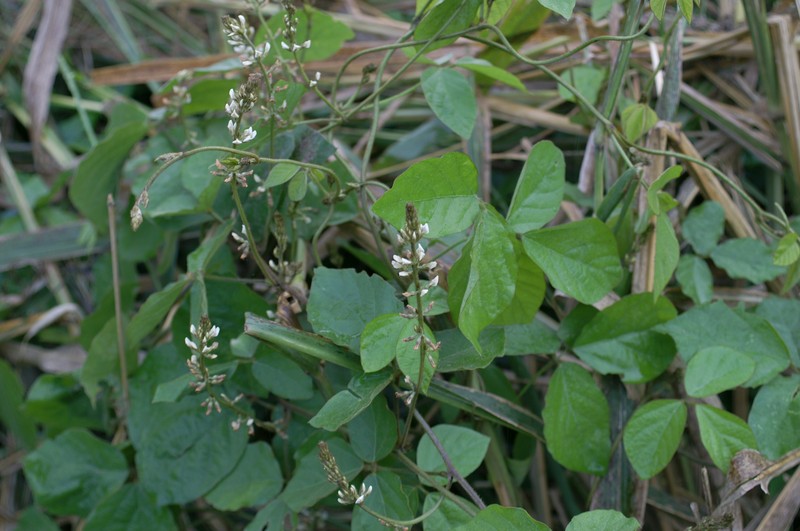 Perennial Soybean photo 3