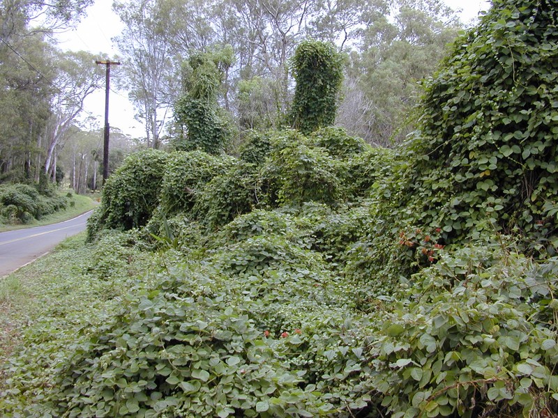 Perennial Soybean