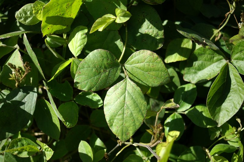 Perennial Soybean photo 6