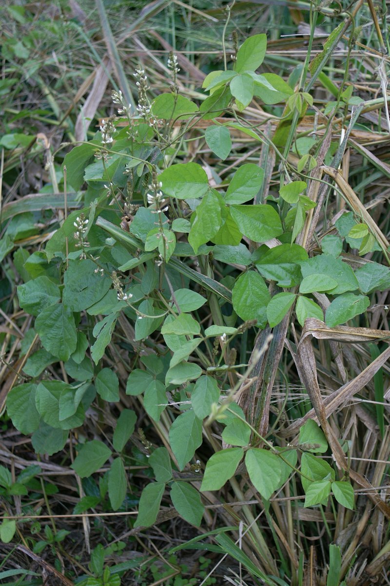 Perennial Soybean photo 7