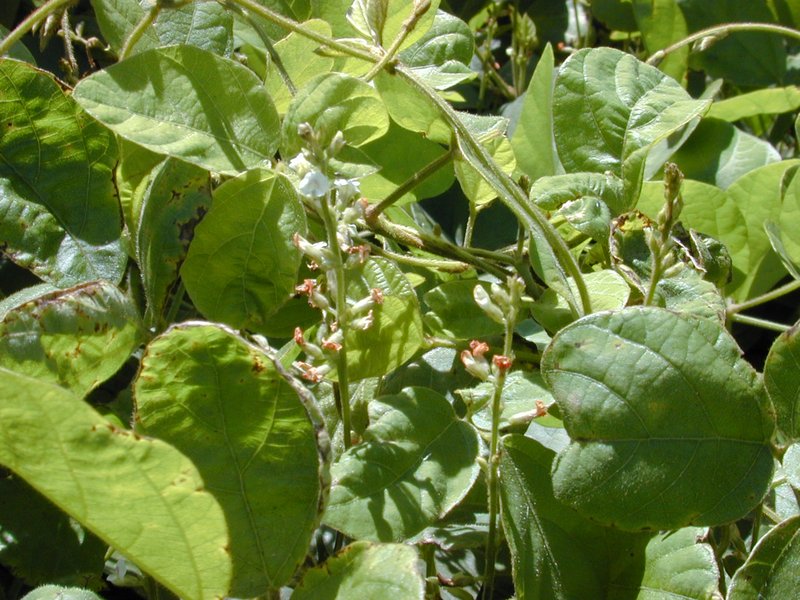 Perennial Soybean photo 8