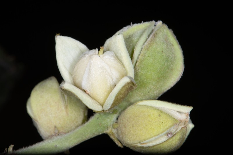 Neosprucea grandiflora