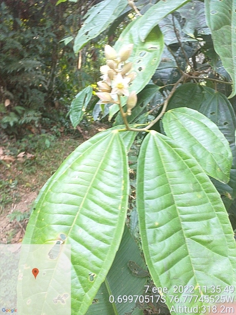 Neosprucea grandiflora photo 2