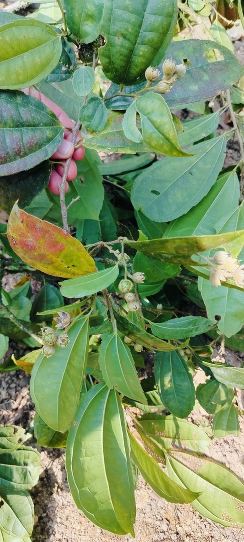 Neosprucea grandiflora photo 3