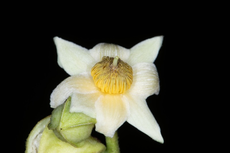 Neosprucea grandiflora photo 4