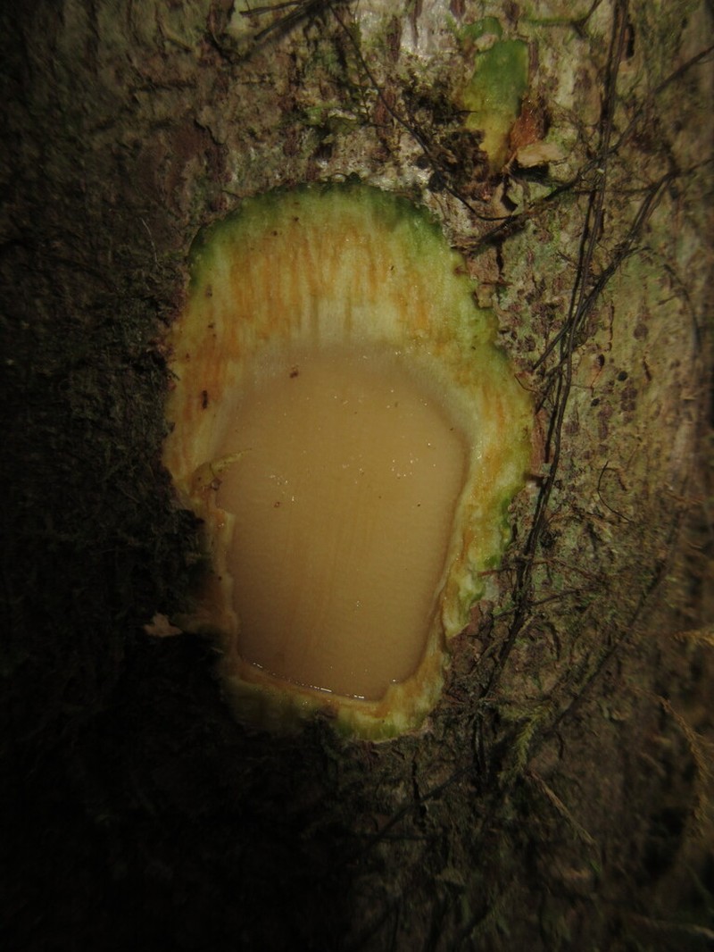 Neosprucea grandiflora photo 5