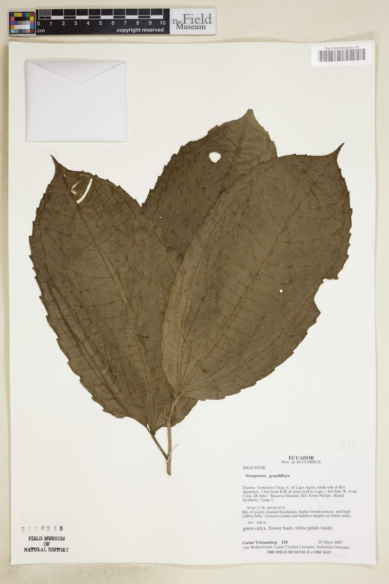 Neosprucea grandiflora photo 6