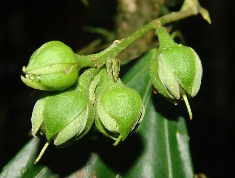 Neosprucea grandiflora photo 7