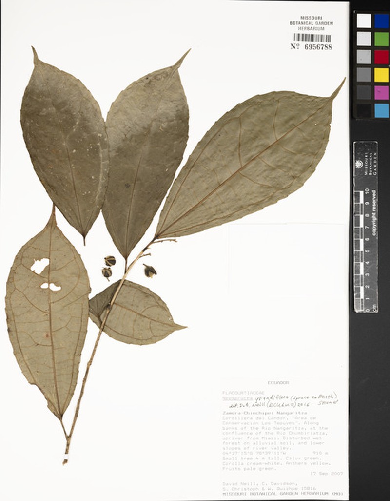 Neosprucea grandiflora photo 8