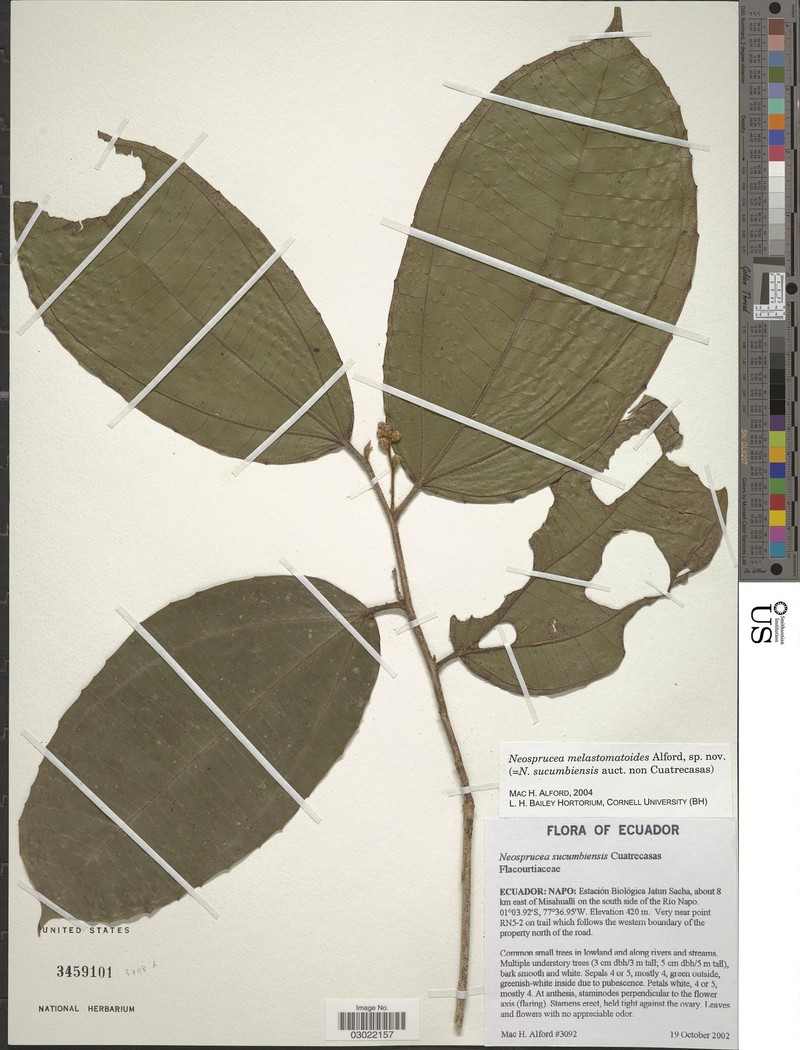 Neosprucea melastomatoides