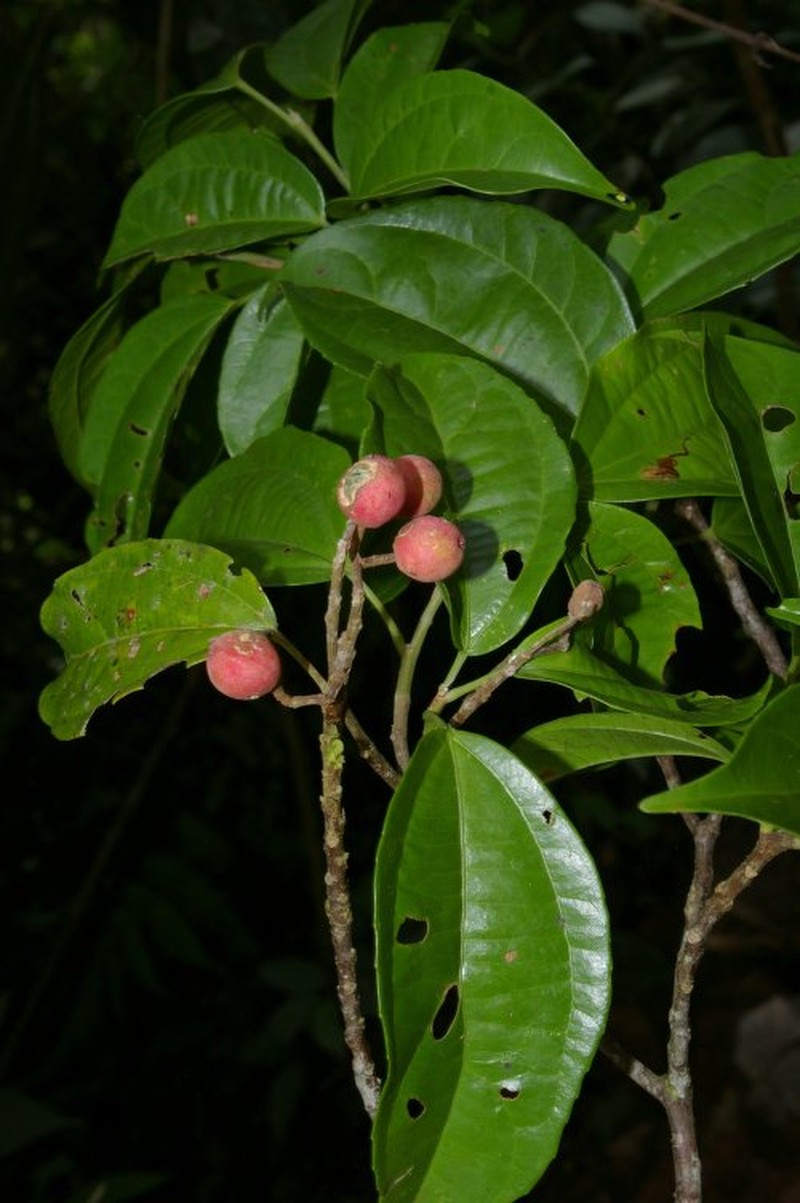 Neosprucea montana