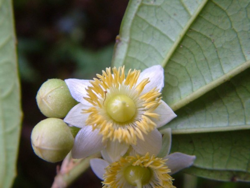 Neosprucea montana photo 2