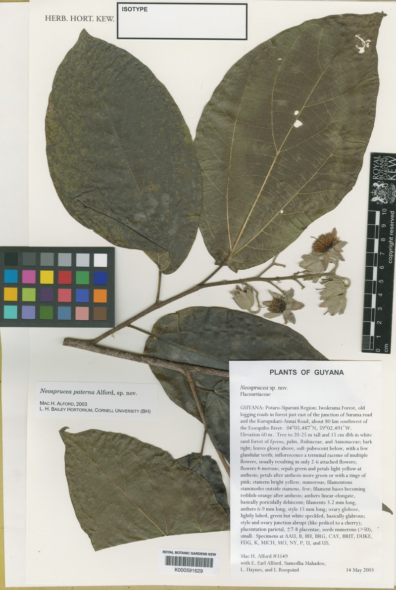 Neosprucea paterna