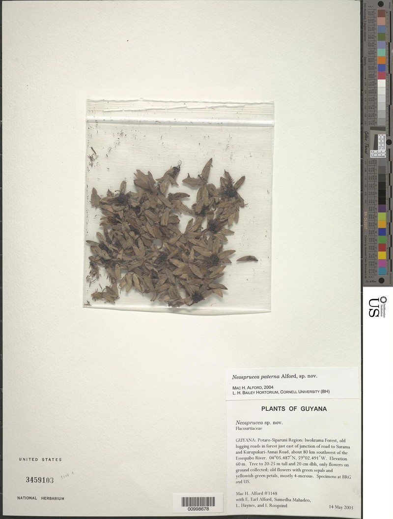 Neosprucea paterna photo 2