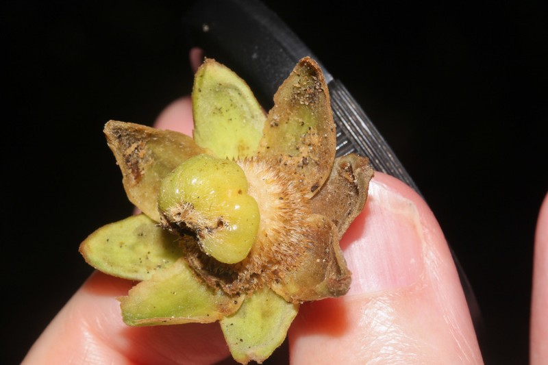 Neosprucea pedicellata