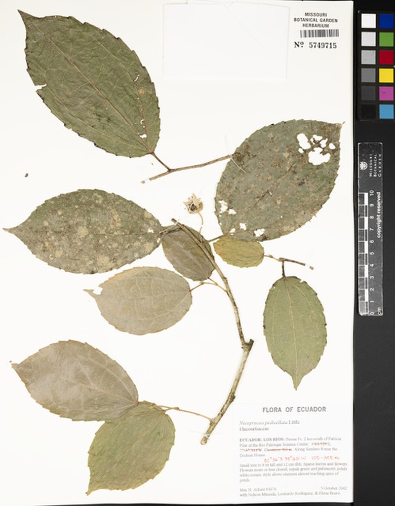 Neosprucea pedicellata photo 2