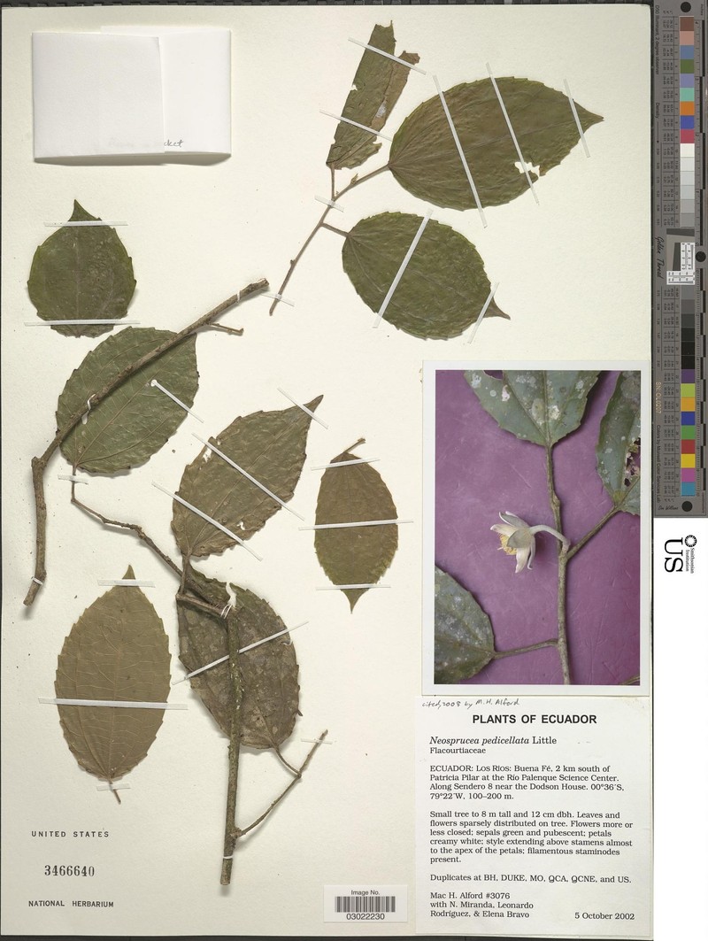 Neosprucea pedicellata photo 3