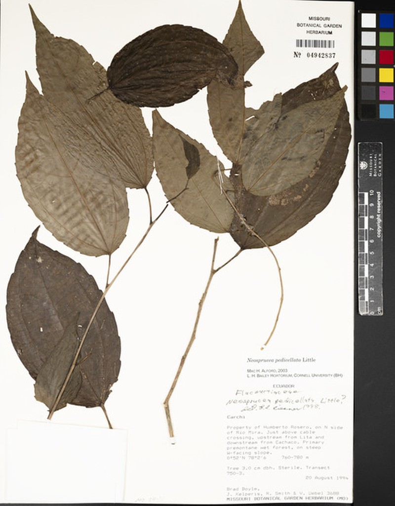 Neosprucea pedicellata photo 4