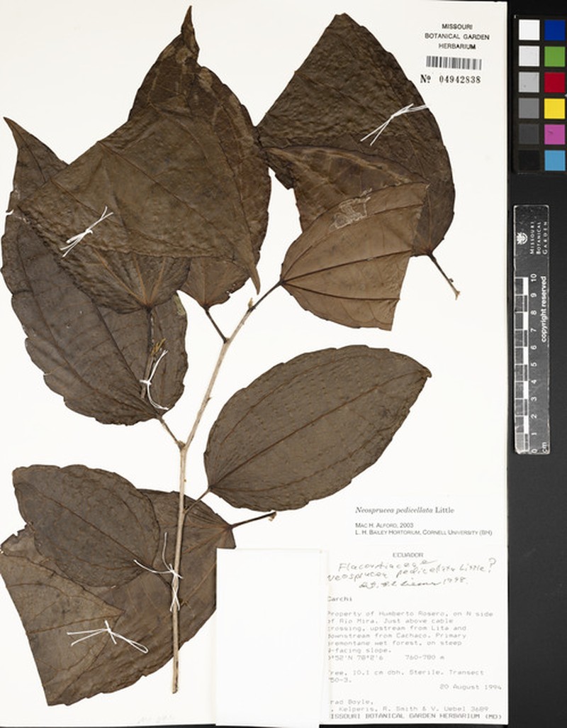 Neosprucea pedicellata photo 5