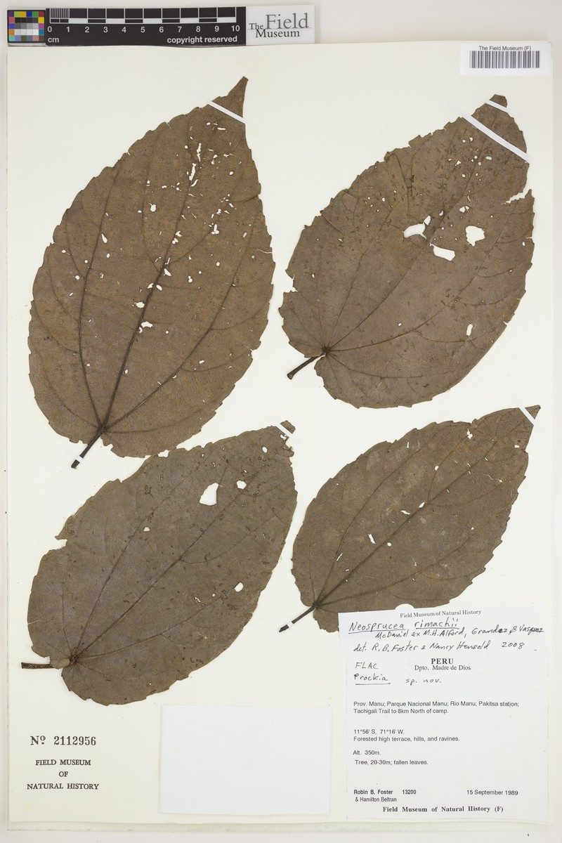 Neosprucea rimachii