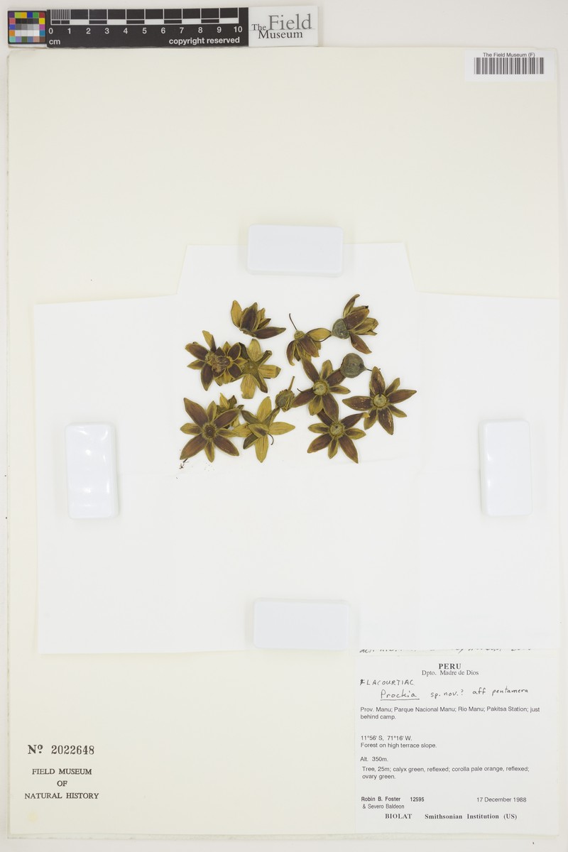 Neosprucea rimachii photo 2