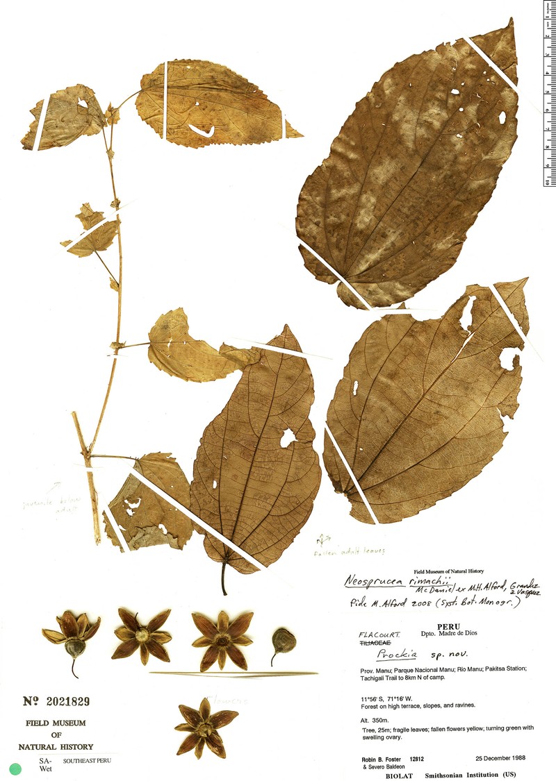 Neosprucea rimachii photo 3