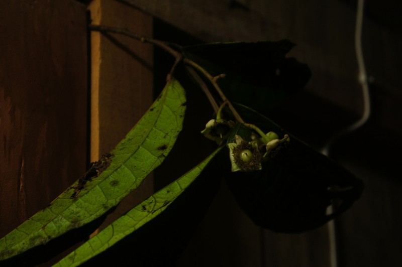 Neosprucea sararensis