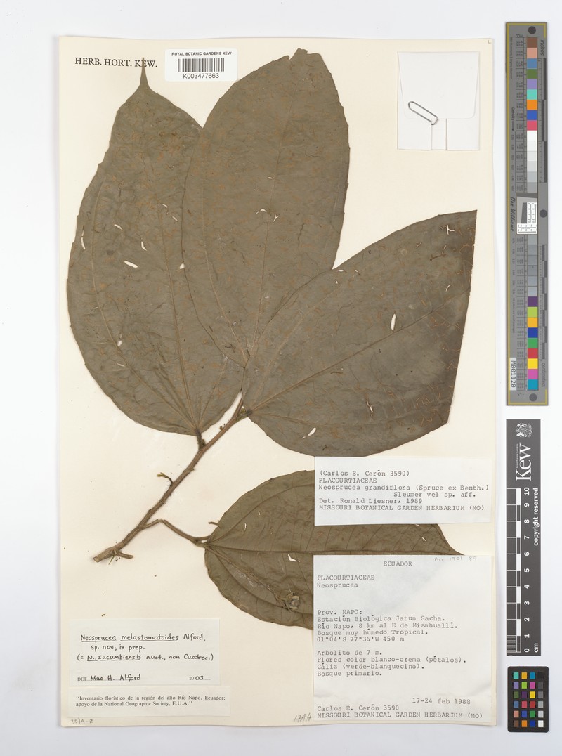 Neosprucea sucumbiensis