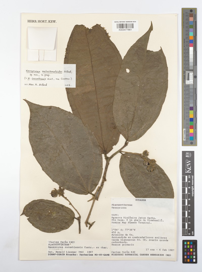 Neosprucea sucumbiensis photo 2