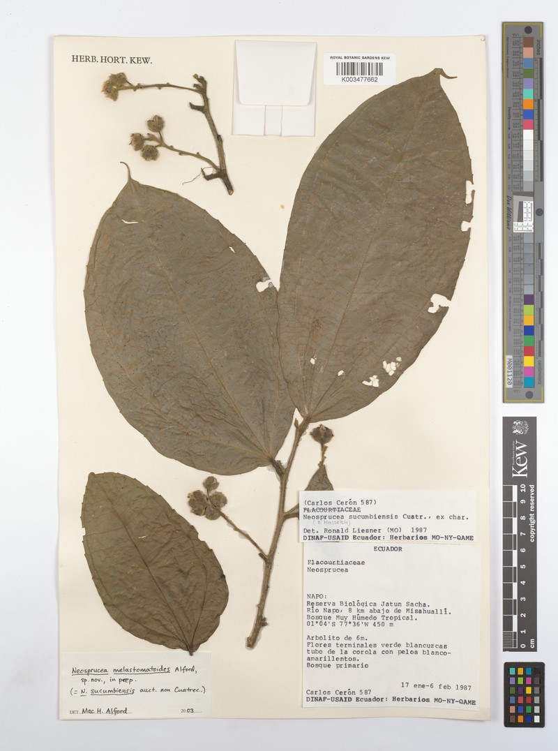 Neosprucea sucumbiensis photo 3