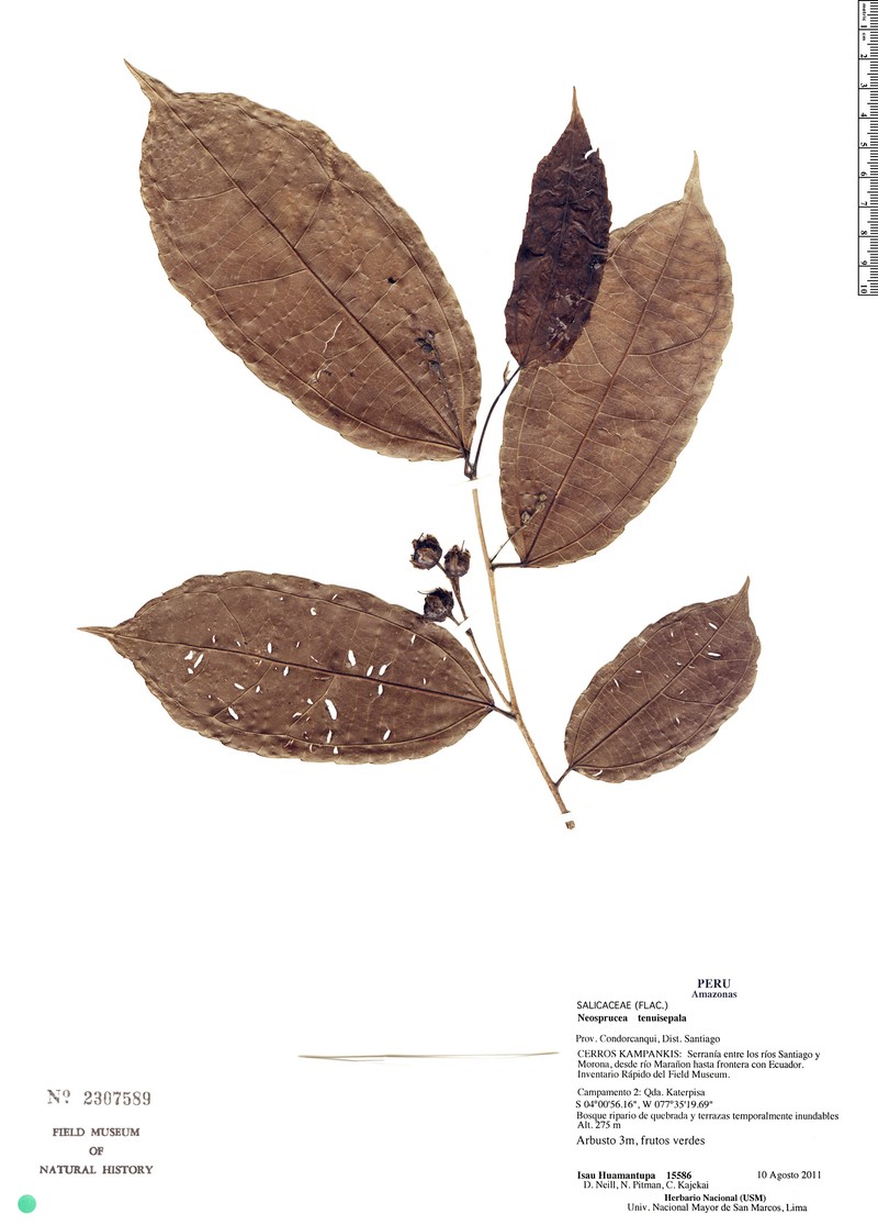 Neosprucea tenuisepala