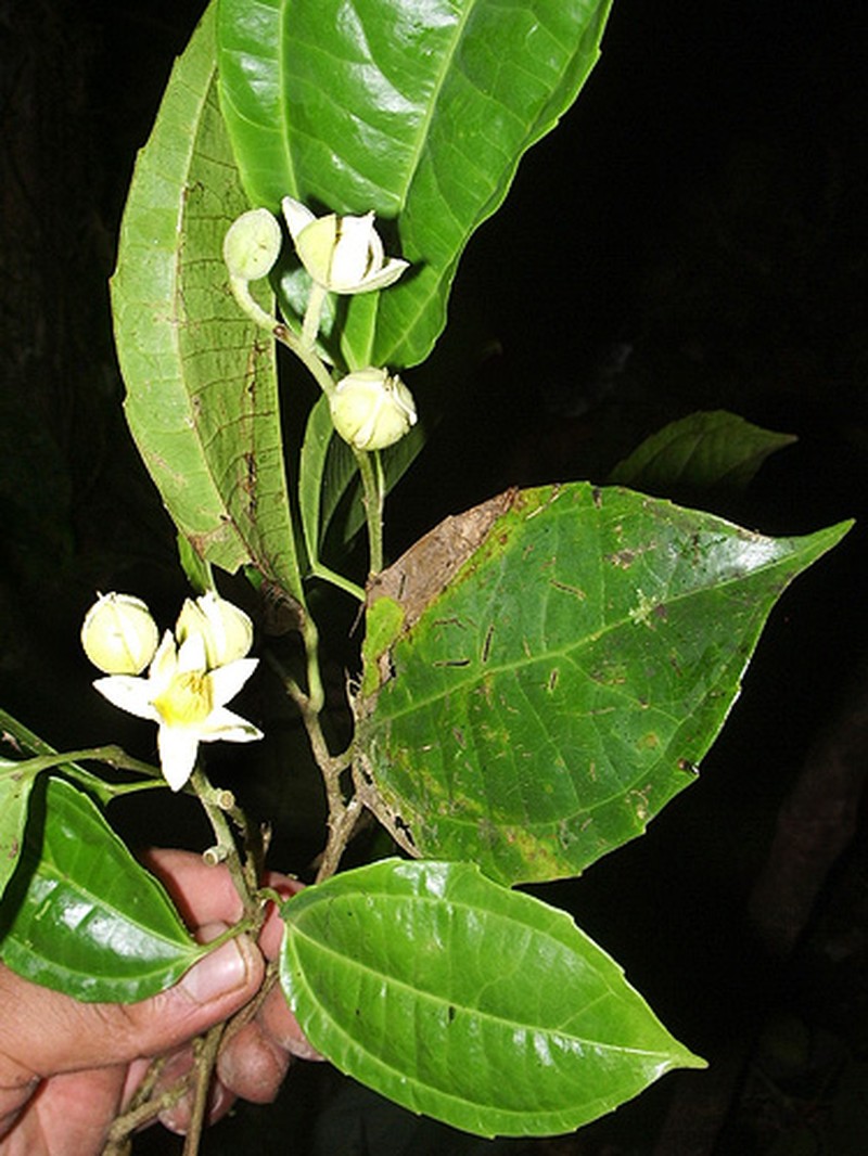 Neosprucea tenuisepala photo 2