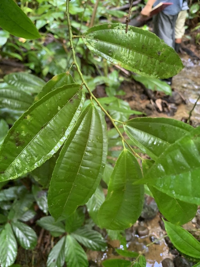 Neosprucea wilburiana