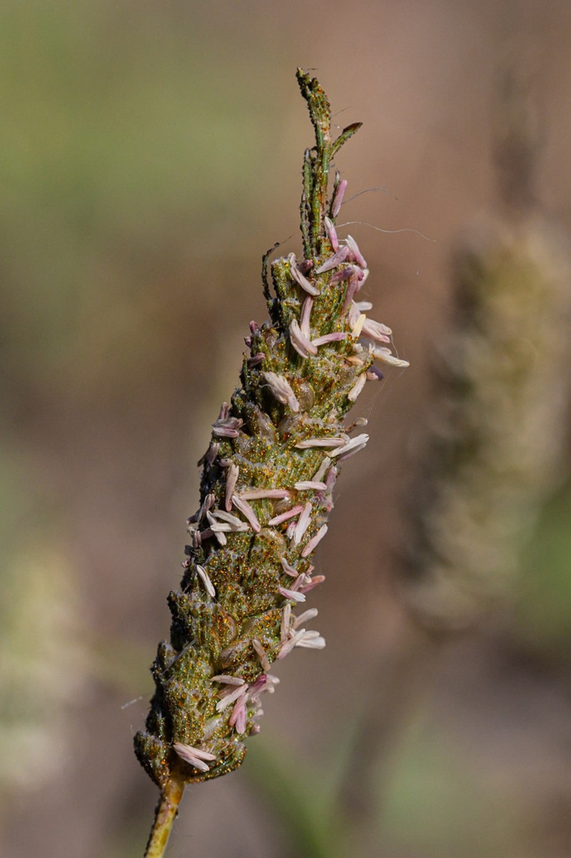 Colusagrass photo 2