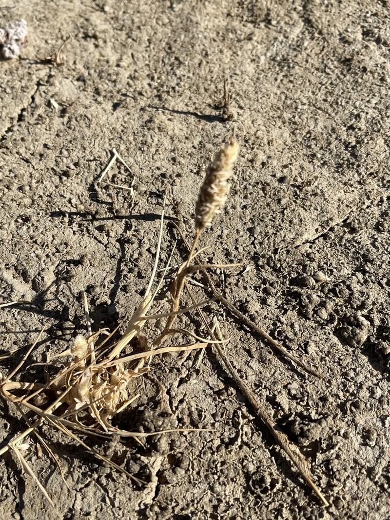 Colusagrass photo 3