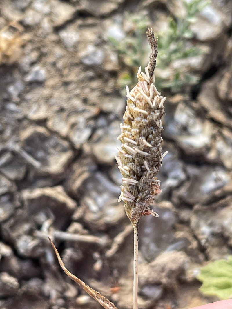 Colusagrass photo 4