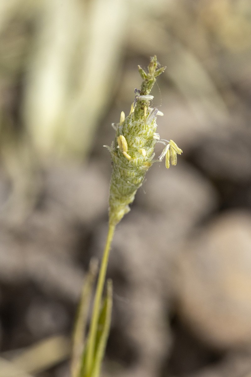 Colusagrass photo 5