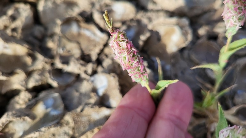 Colusagrass photo 7