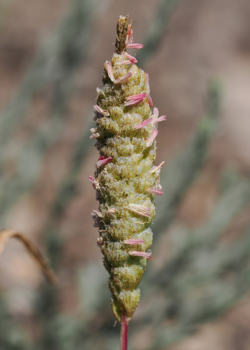 Colusagrass photo 8