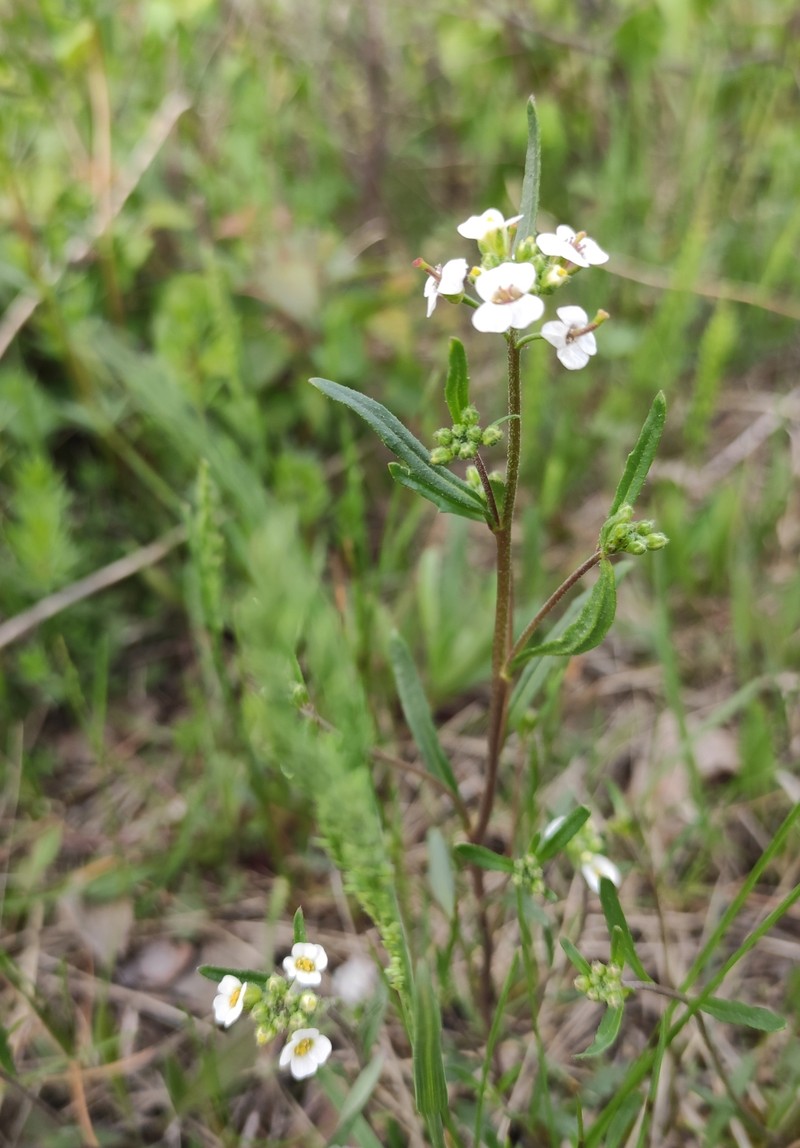 Low Northern-Rockcress photo 2