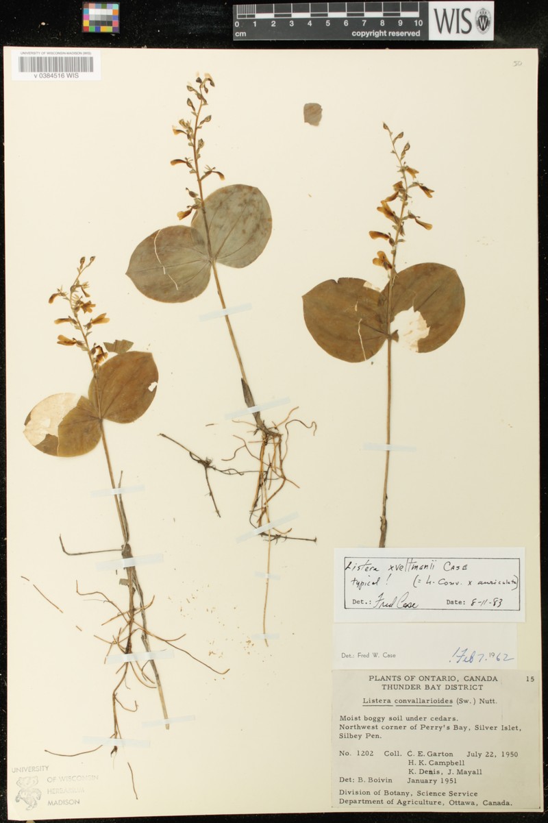 Twayblade