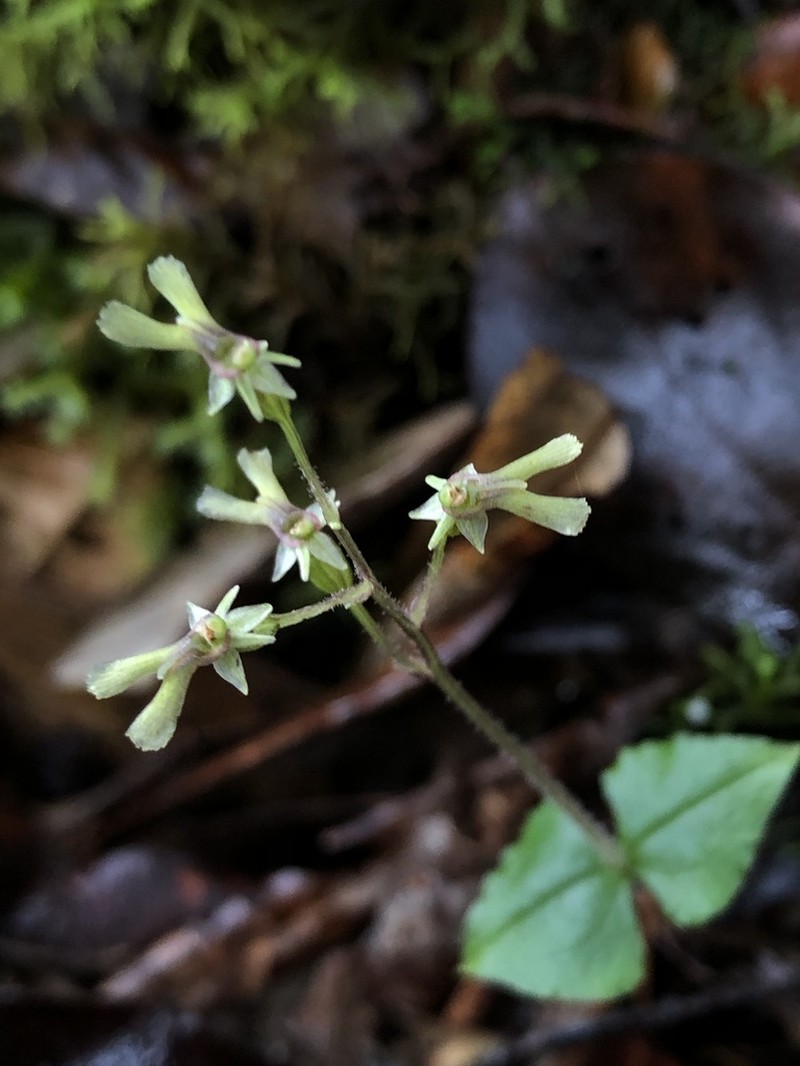 Neottia atayalica