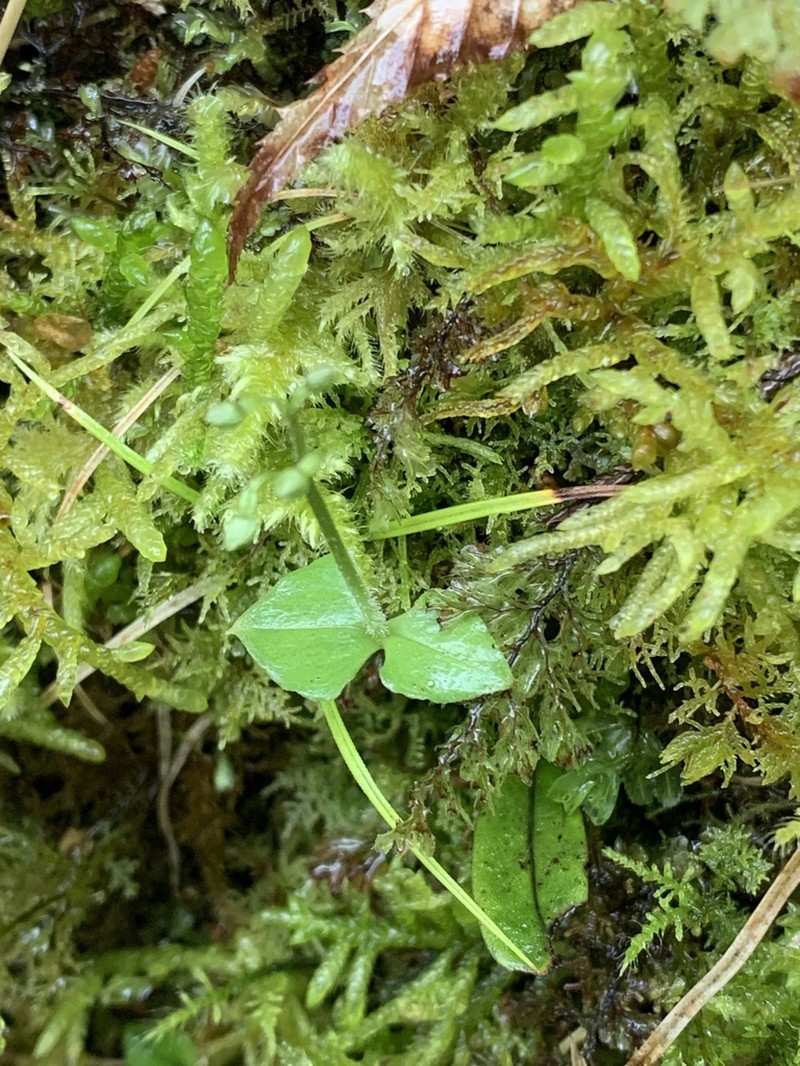 Neottia atayalica photo 2