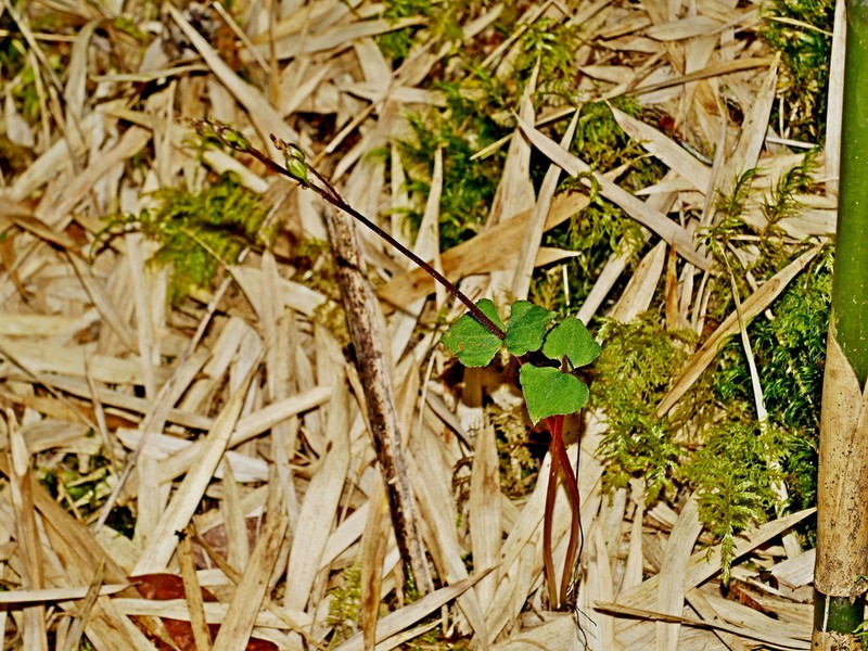 Neottia atayalica photo 6