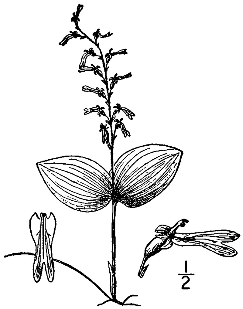 Auricled Twayblade
