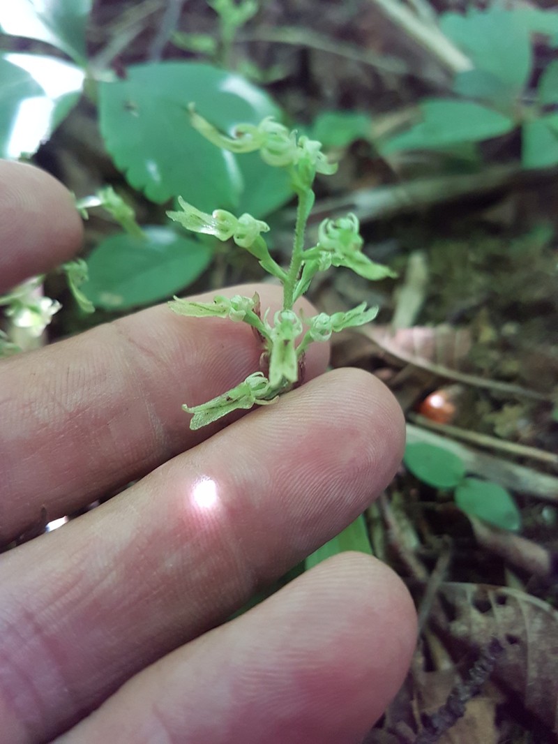 Auricled Twayblade photo 3